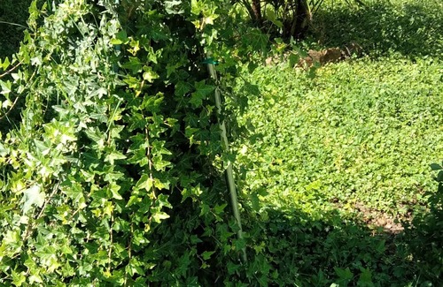 Oliveto Apartment | Il Cottage degli Ulivi