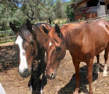Santo Stefano di Magra Apartment | Il Nido di Erin