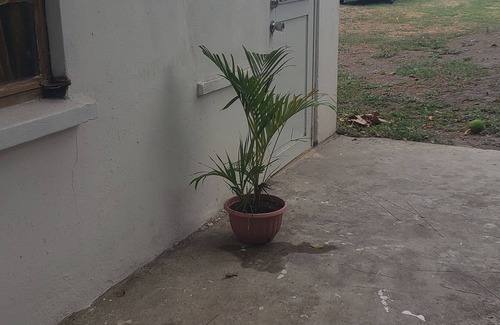Basseterre Apartment | Imagine! A Cozy ,Quiet Cottage, nestled in Nature, and still in town!