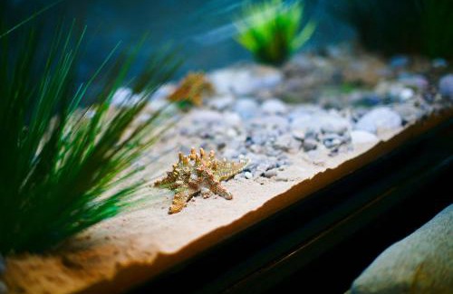 Castle Apartment | Impressive Beach View Penthouse