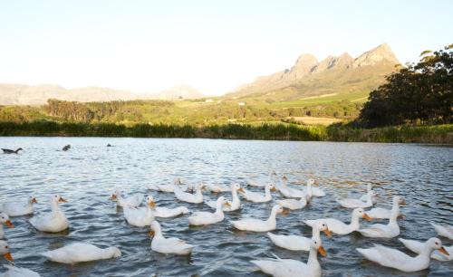 Die Boord House | In the Vine Country Manor Guesthouse