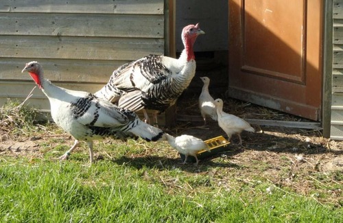 Saint-Sauveur-d'Emalleville House | Inn Saint-Sauveur-d'Émalleville, 2 bedrooms, 5 people