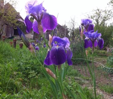 Gardonne Apartment | Iris Meadow Cottage