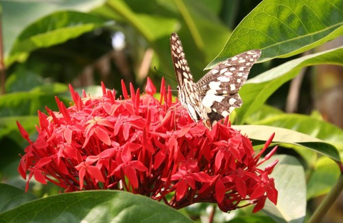 Kolkata Hotel | J. M. VILLA HOTEL