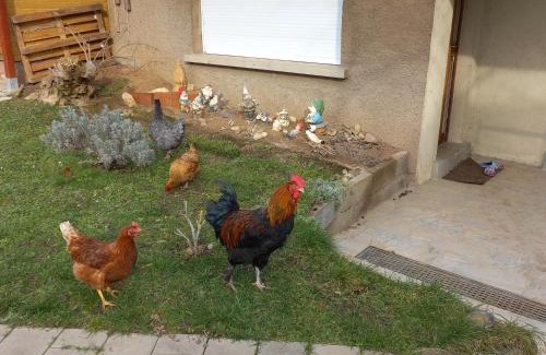 Lingolsheim Apartment | Jardin Fleuri