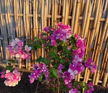 Gili Air Resort | Jaya Beach Bungalows