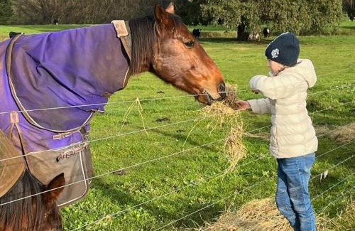Buln Buln House | Jilly Park Farmstay Experience Discover Authentic Farm Life Complimentary Breakfast Included