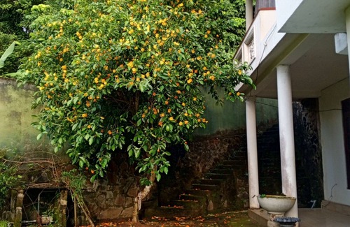 Kaduruduwa Villa | Joe Villa 2, is a Soothing villa with WiFi in charming Unawatuna.