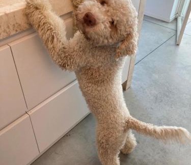 Pietrasanta Apartment | Joey