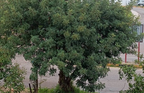 Umm Qais Apartment | Jordan umm qaies near to archaeological site big apartment second