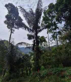 Sopai House | Kalembang Krenata homestay