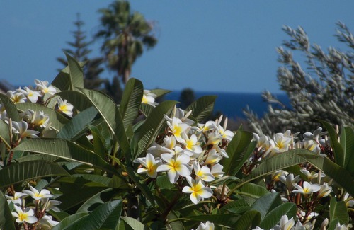 Kallaroo Cottage | "Kallaroo Garden Cottage" - Close to magnificent beaches!