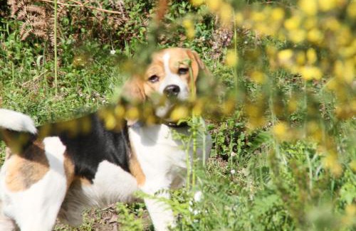 San-Giuliano House | Kallista 1