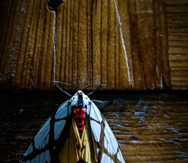 Banjar House | Kefi bakehouse and Stays