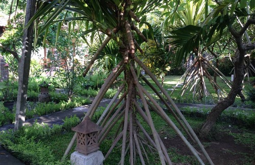 Purwakerti Cottage | Kirana Homestay - Breeze Bungalow