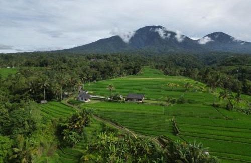 Penebel House | KUBU D'UME HOMESTAY