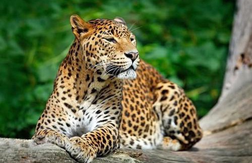 Pottuvil Division 2 Other | Kumana national park