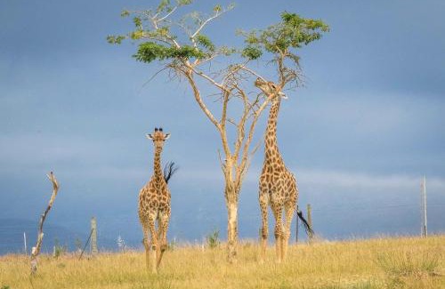 Swellendam House | Kwetu Guest Farm