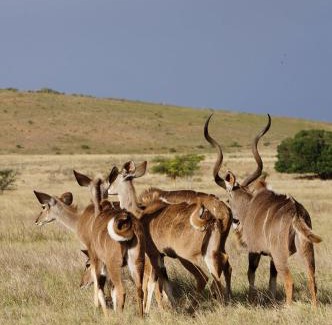 Swellendam House | Kwetu Guest Farm
