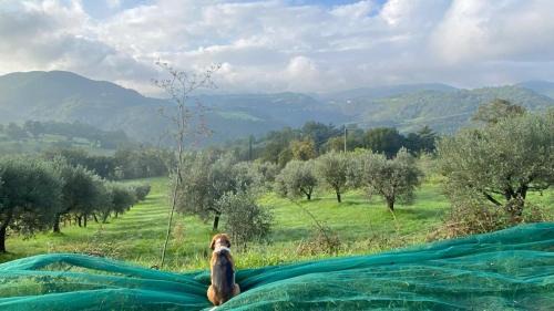 Baiano House | L'Ape