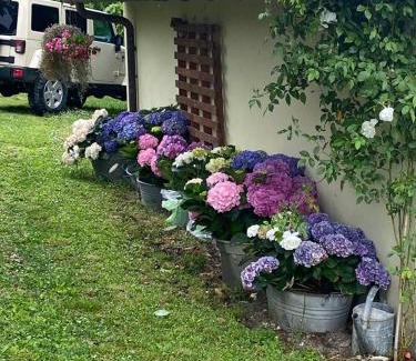 Baiano House | L'Ape