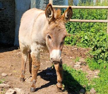 Chicheboville House | L'Apto - Gîtes à la ferme - Jardin avec plancha