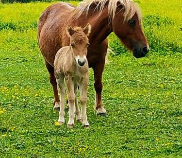 Chicheboville House | L'Apto - Gîtes à la ferme - Jardin avec plancha