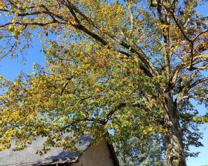 Val-du-Layon Bed & Breakfast | L'Aubinoise