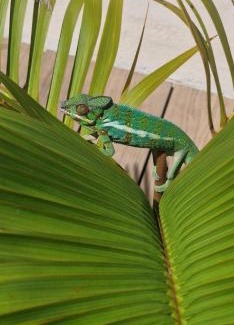 Centre Ville Apartment | L instant tropical
