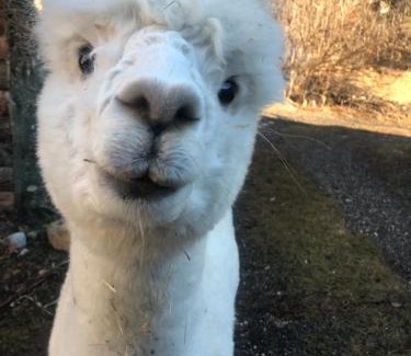 Saint-Etienne-de-Tinee Apartment | La Cérisole