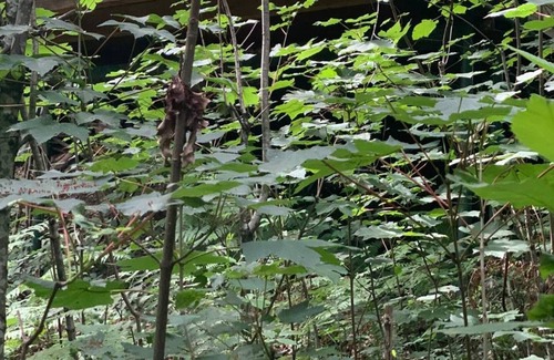 Favars Ski Chalet | La Cabane Dans la Fôret