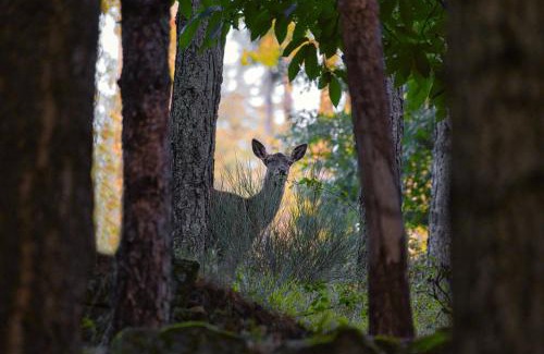Badia Prataglia House | La Casa di Gloria - Residence affitta camere