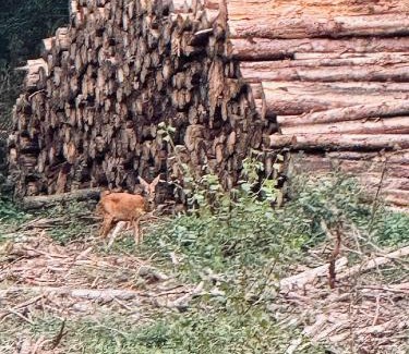 Ny Ski Chalet | La Clairiere - Erezee- 3 bedroom chalet