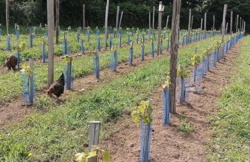 Pouldergat House | La Clef des Champs, gîte à la ferme au pied des vignes, Finistère sud !