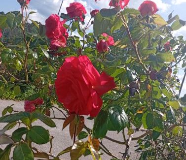 Saint-Come-d'Olt Apartment | La Clematite d'Olt