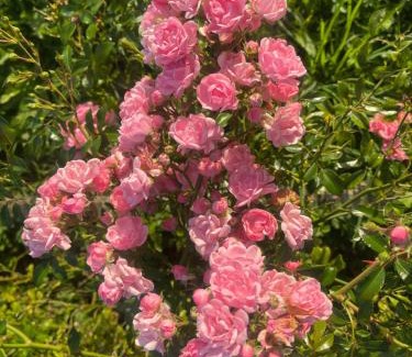 Courcival House | La Résidence Sycomore