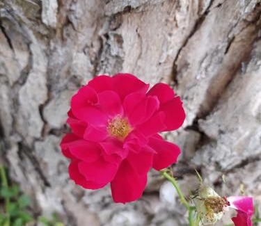 Nonantola Bed & Breakfast | La Rosa Selvatica