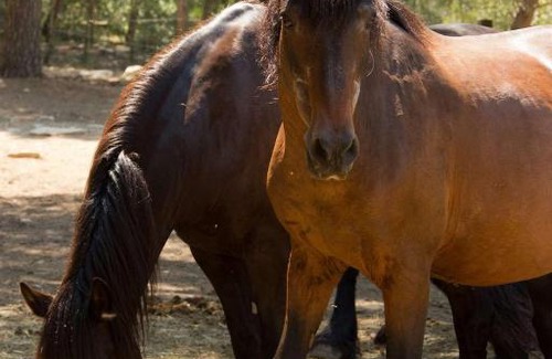 Aubais Hotel | La Villa Vicha, The Originals Relais