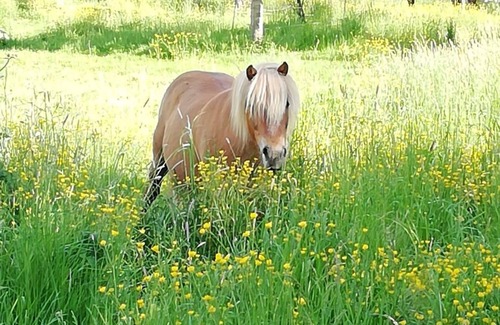 Celles-en-Bassigny House | Large holiday home with terrace and garden
