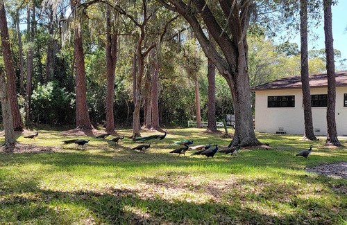 Seminole House | Largo Home + Outdoor Oasis: ‘The Peacock Farm’