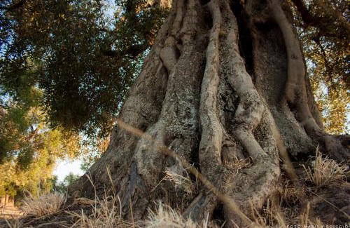 Castellaneta House | Le Grotte di Sileno