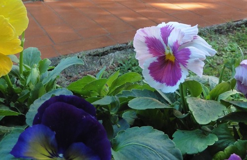 Valiano Apartment | Le Manzinaie - Villa Viole with pool in typical Tuscan farmhouse