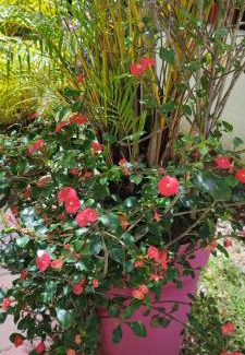 Bras-Panon Apartment | Le petit cactus