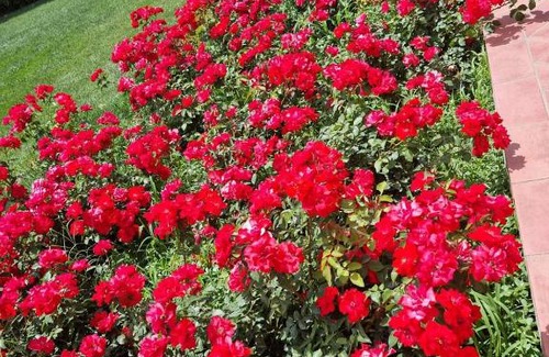 Magliano in Toscana House | Le Siepi