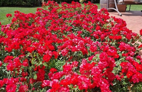 Magliano in Toscana House | Le Siepi