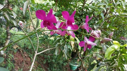 Thalaramba Villa | Leafy Villa
