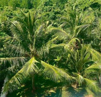 Hettimulla Resort | Lena Resort
