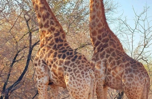 Marloth Park House | Lenny's Den - meet the wildlife!