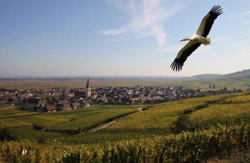 Ammerschwihr House | Les Chambres Du Vignoble