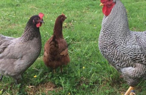 Plogastel-Saint-Germain House | Les Crins de Gaïa